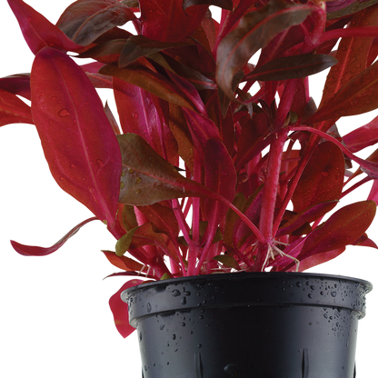 Alternanthera reineckii Rosanervig Tropica
