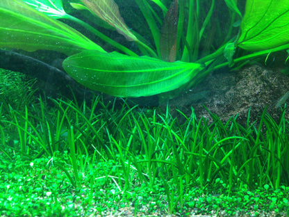Dennerle Littorella uniflora Plant-It