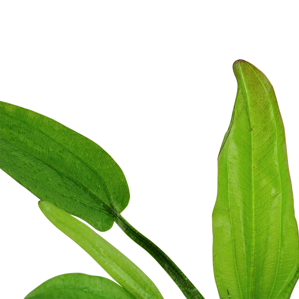 Echinodorus cordifolius 'Fluitans' Tropica