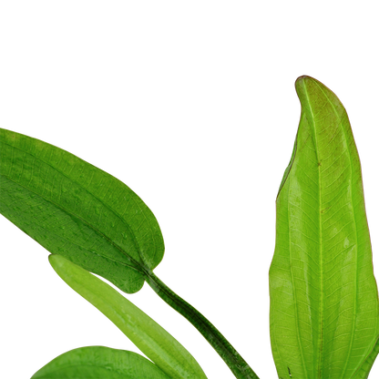 Echinodorus cordifolius 'Fluitans' Tropica