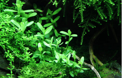 Bacopa 'Compact' Tropica (Single Package)