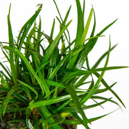 Eriocaulon sp. "Vietnam" Tropica