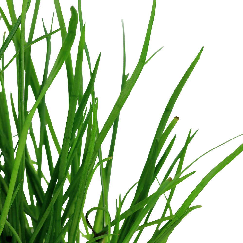 Lilaeopsis mauritiana Aquafleur