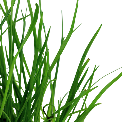 Lilaeopsis mauritiana Aquafleur