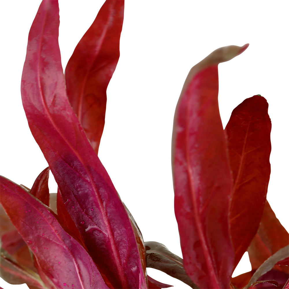 Alternanthera reineckii 'Pink' Tropica