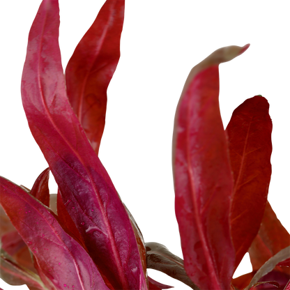 Alternanthera reineckii 'Pink' Tropica