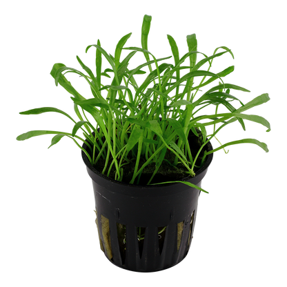 Lilaeopsis brasiliensis Tropica