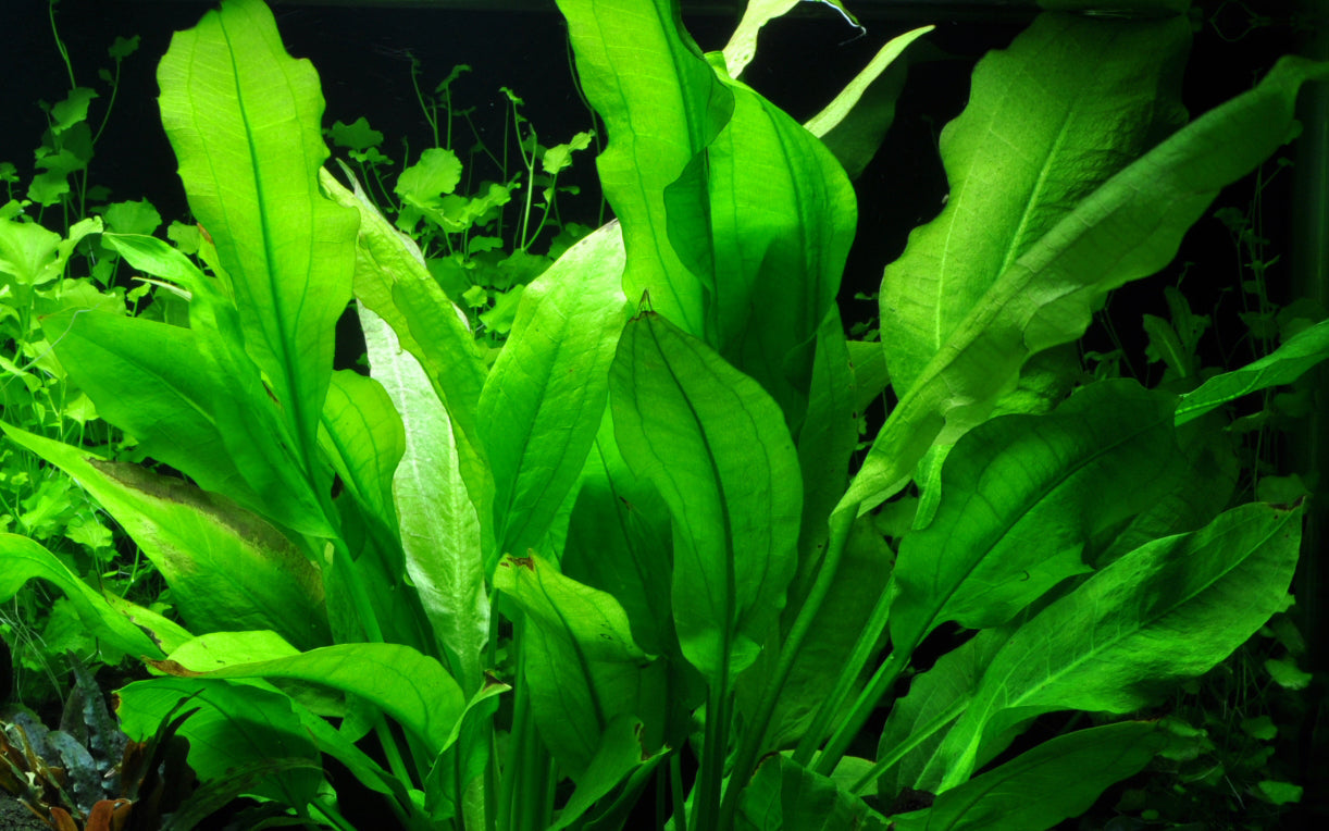 Echinodorus bleheri AQUADIP