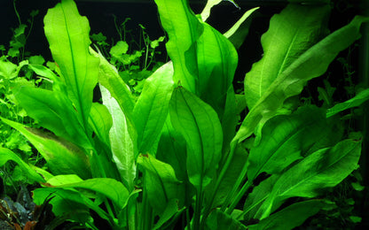 Echinodorus bleheri AQUADIP