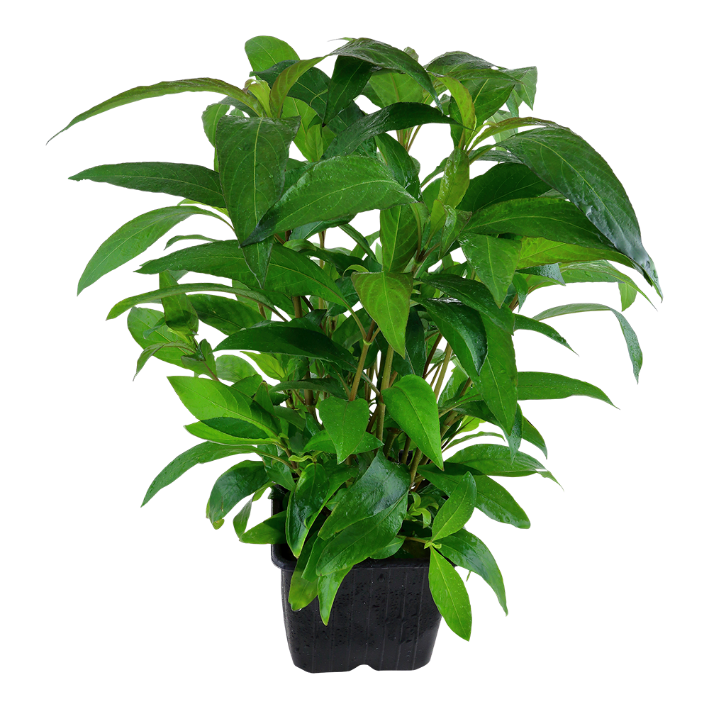 XL Hygrophila corymbosa Stricta Tropica
