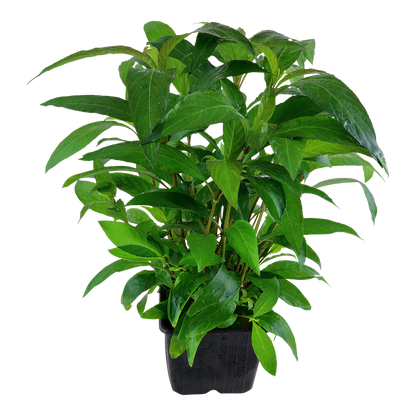 XL Hygrophila corymbosa Stricta Tropica