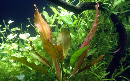 XL Echinodorus Rosee Tropica