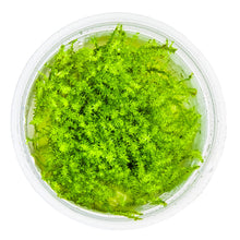 Aquafleur Leptodictyum riparium Moss Easy Grow