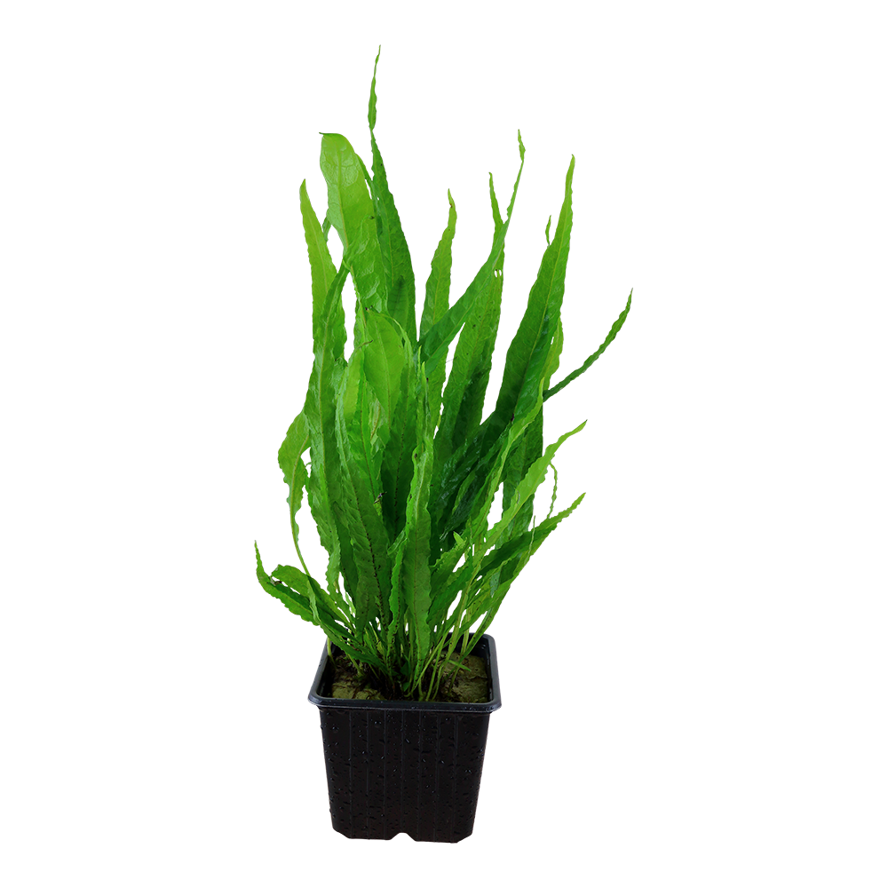 XL Microsorum pteropus Java Fern Tropica