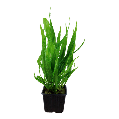 XL Microsorum pteropus Java Fern Tropica