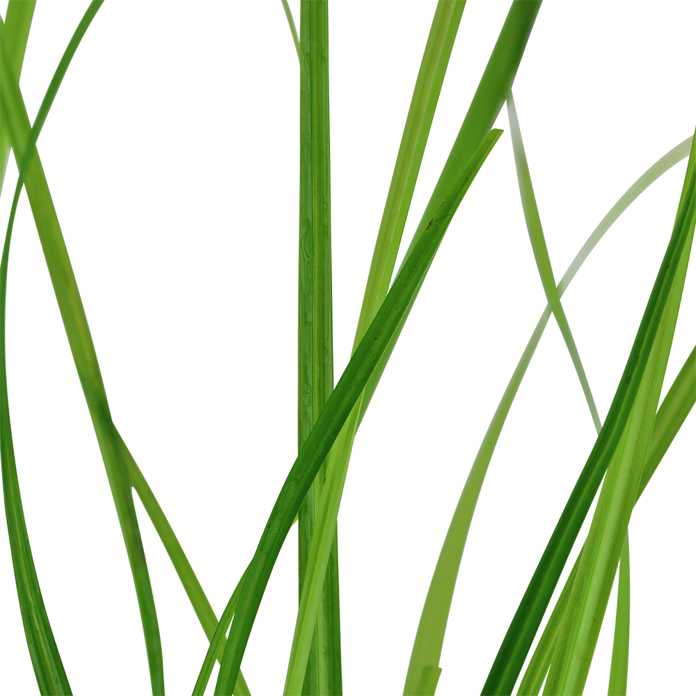 Cyperus helferi Tropica