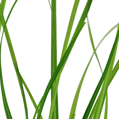 Cyperus helferi Tropica