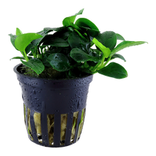 Anubias Petite Tropica