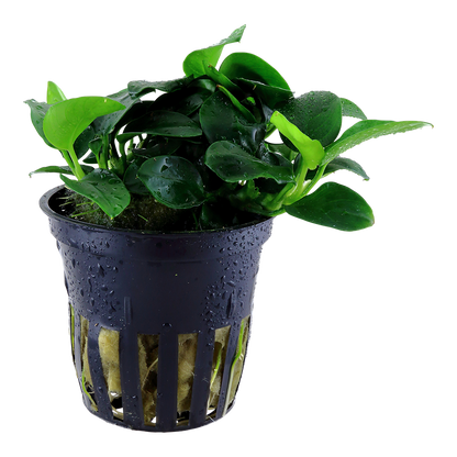 Anubias Petite Tropica