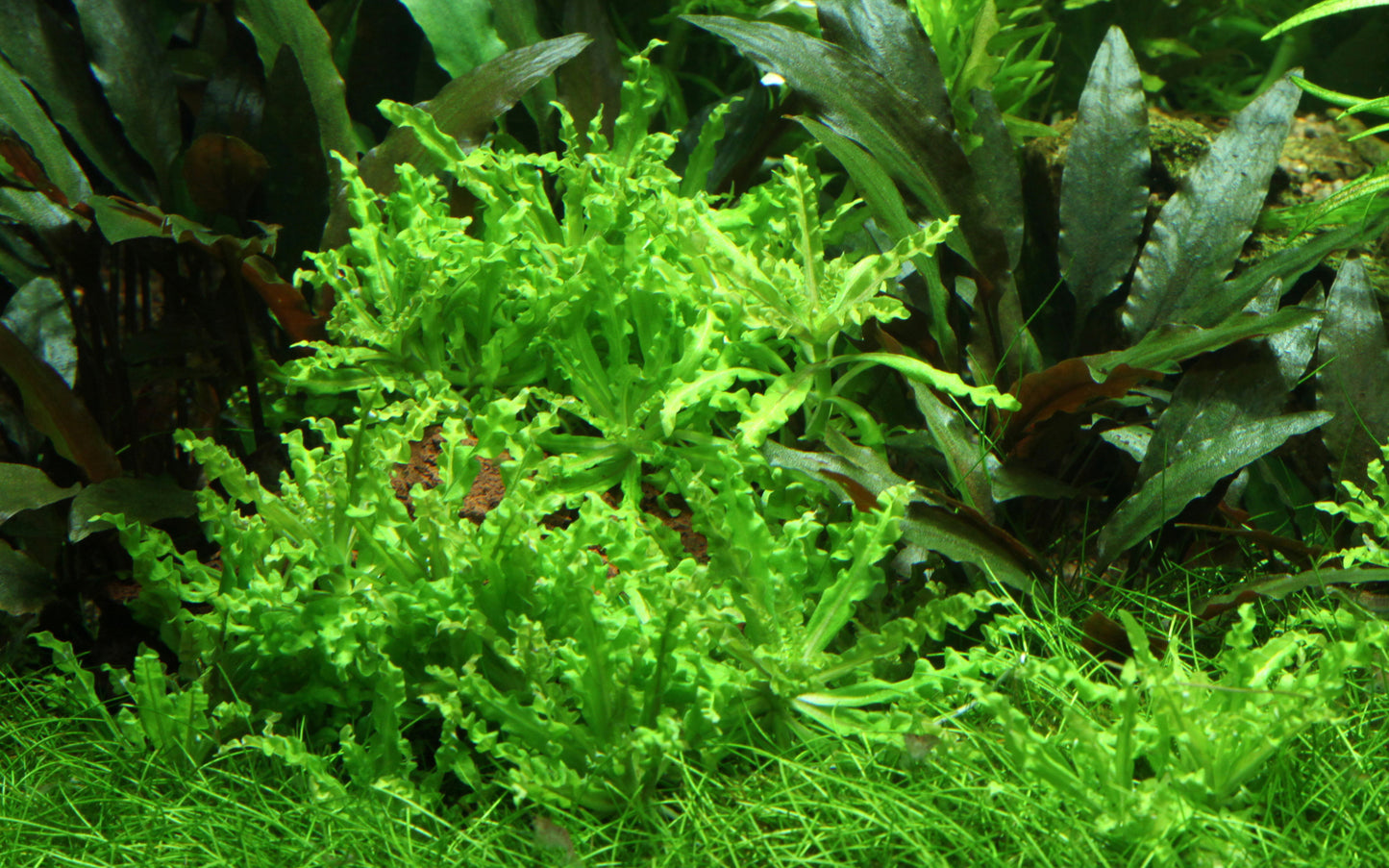 Pogostemon helferi Tropica