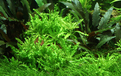 Pogostemon helferi Tropica