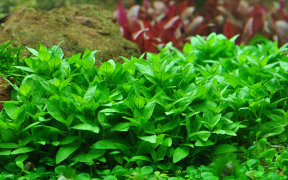 Staurogyne repens Tropica