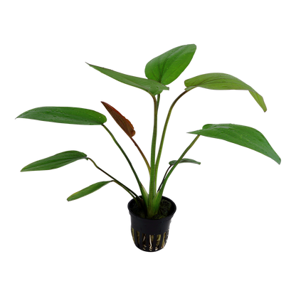 Echinodorus barthii AQUADIP