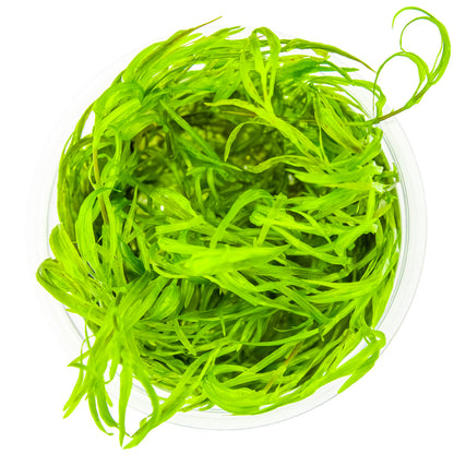 Tropica Najas guadalupensis 'Guppy Grass' 1-2-GROW