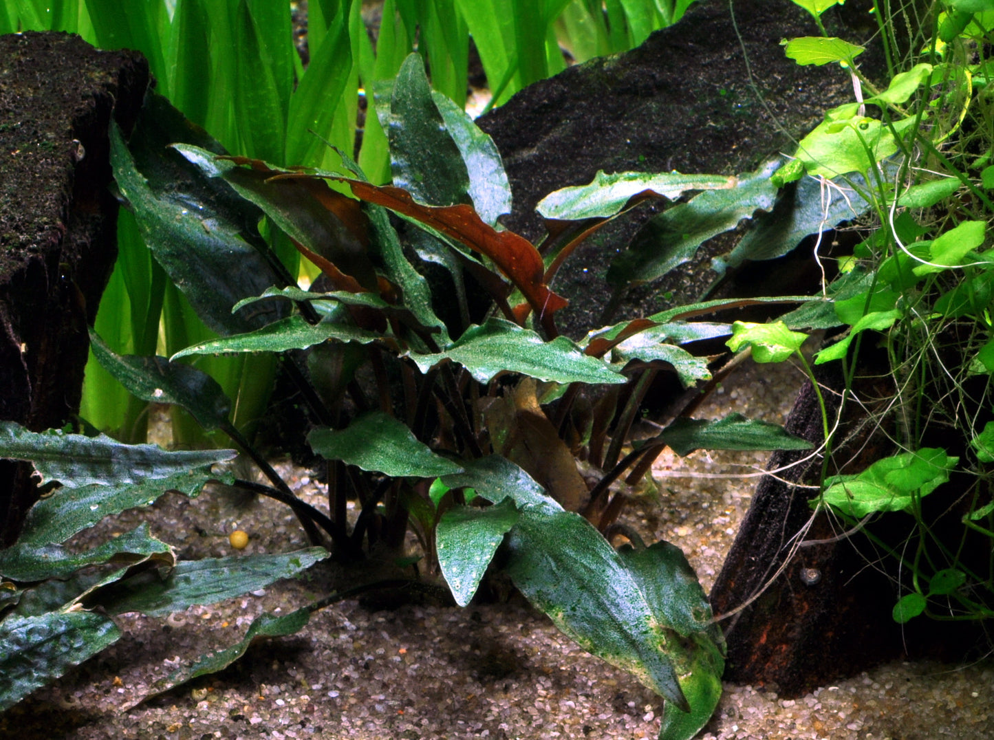 Cryptocoryne beckettii 'Petchii' Tropica (Single Package)