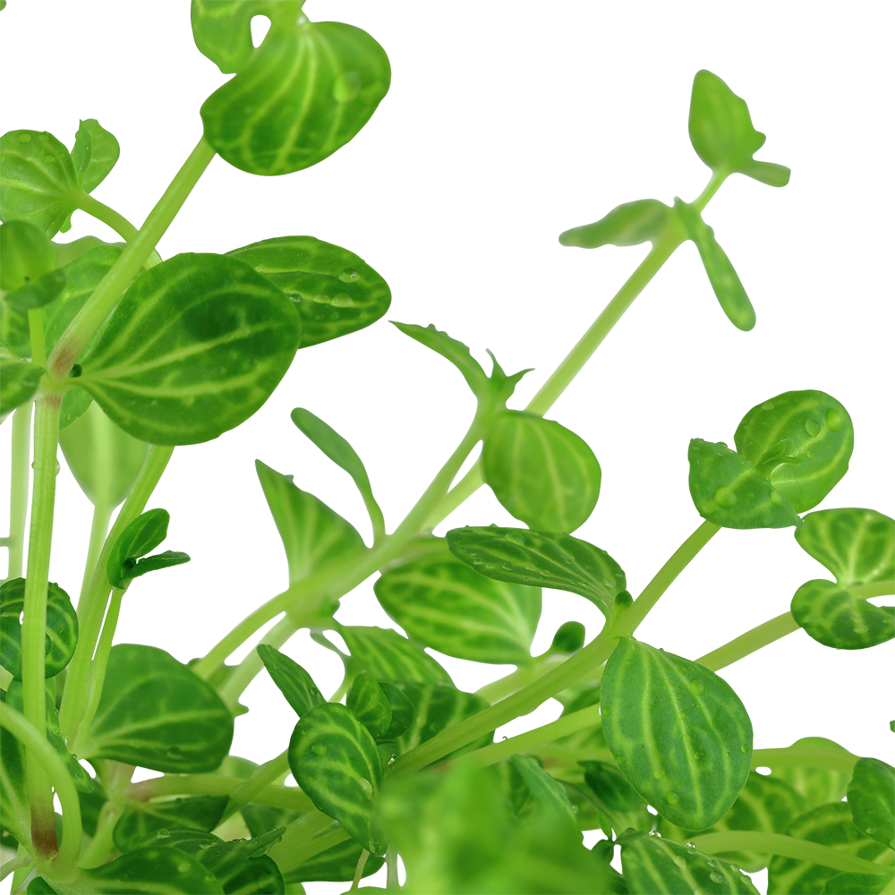 Lindernia rotundifolia Tropica