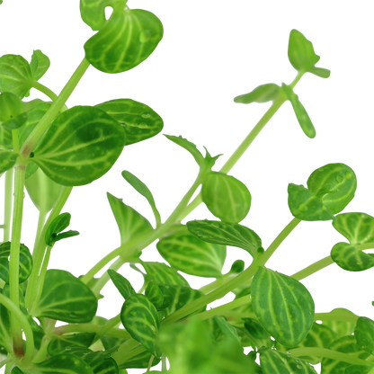 Lindernia rotundifolia Tropica