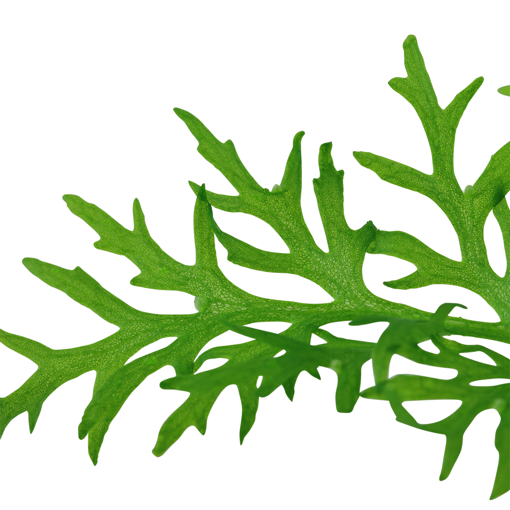 Ceratopteris thalictroides Water Sprite Tropica