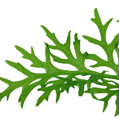 Ceratopteris thalictroides Water Sprite Tropica