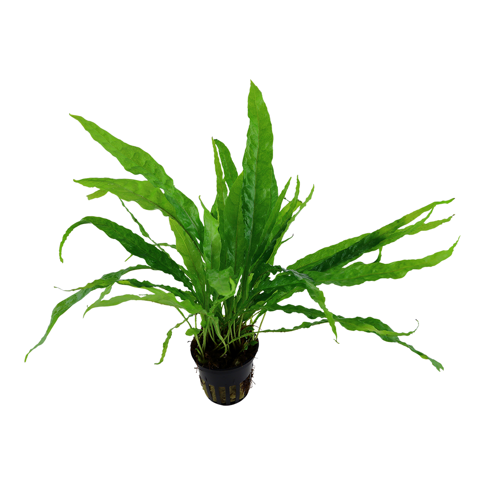 Microsorum pteropus Tropica Java Fern