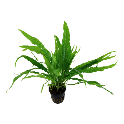 Microsorum pteropus Tropica Java Fern