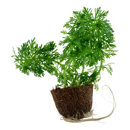Tropica Limnophila sessiliflora Mini Pot