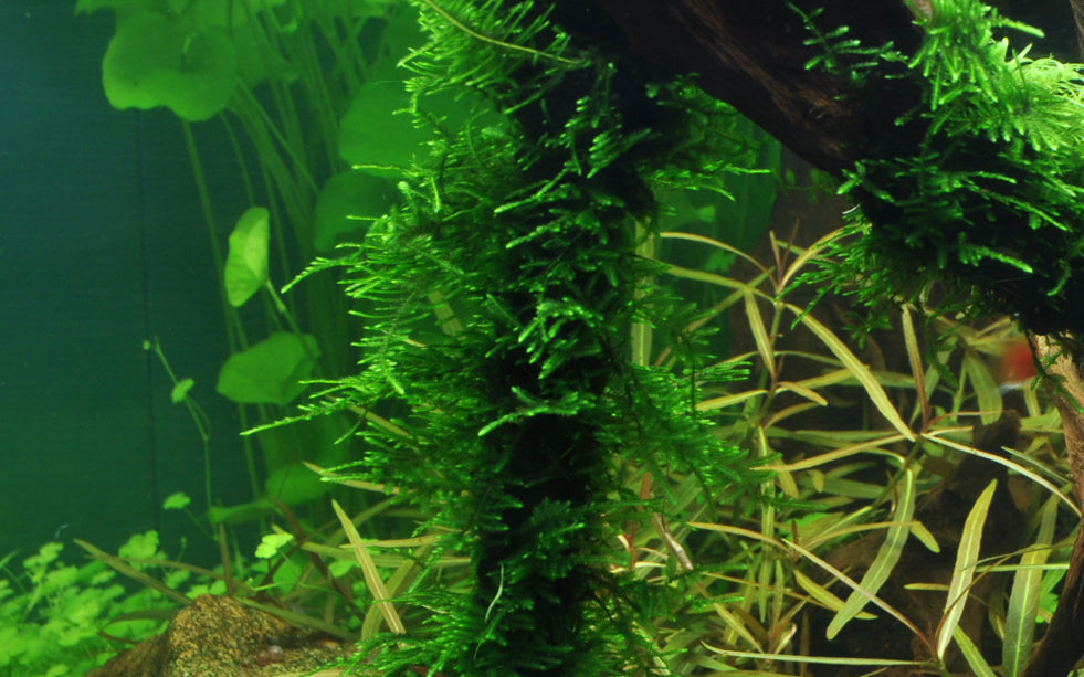 Tropica Taxiphyllum Spiky Moss PORTION