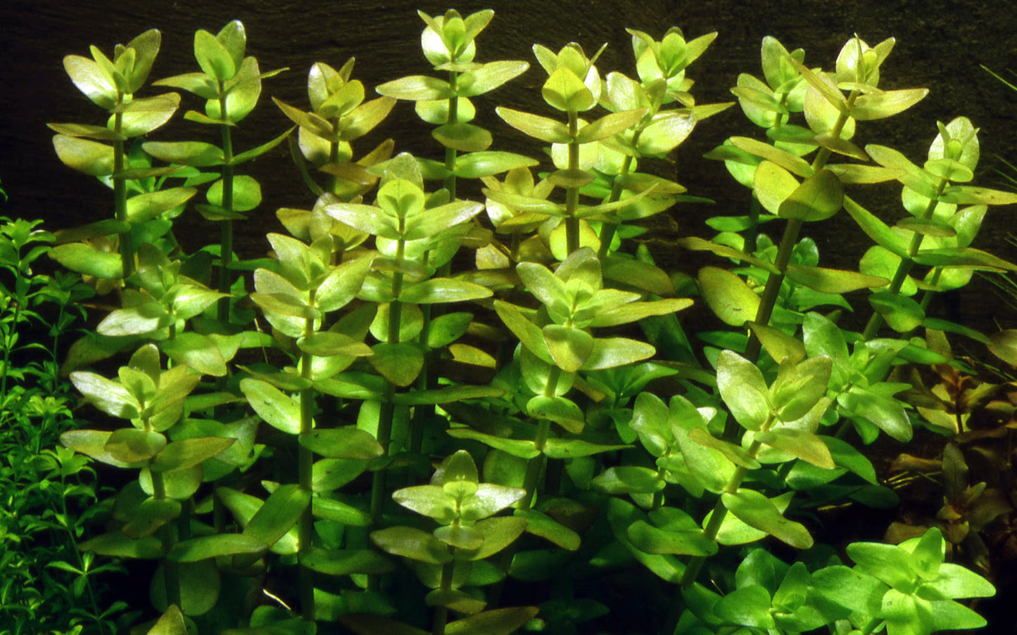 Tropica Bacopa caroliniana Mini Pot