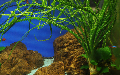 Crinum calamistratum Tropica