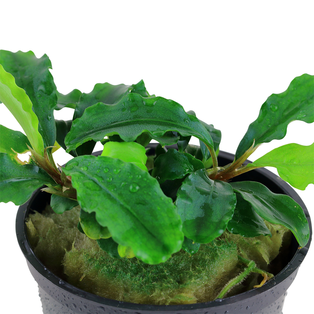 Bucephalandra pygmea Bukit Kelam 'Wavy Green' Tropica