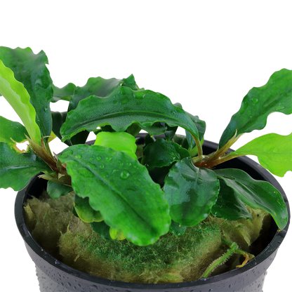 Bucephalandra pygmea Bukit Kelam 'Wavy Green' Tropica