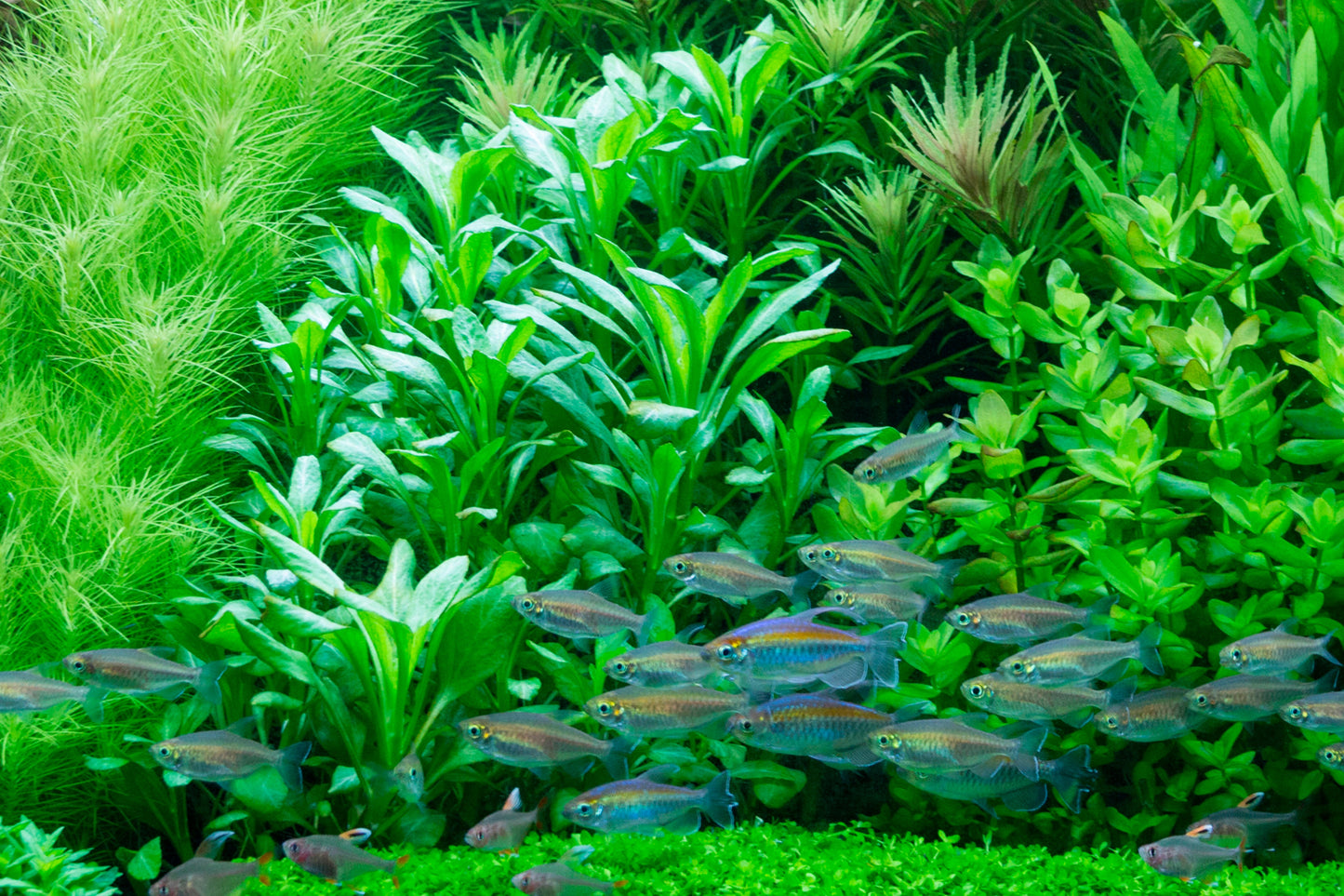 Tropica Lobelia cardinalis PCS