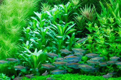 Tropica Lobelia cardinalis PCS