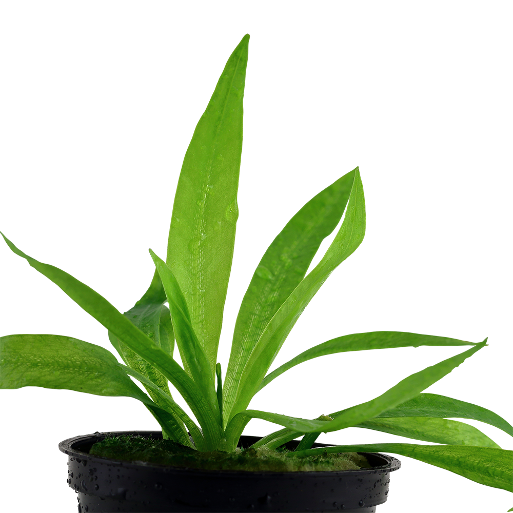 Helanthium 'Quadricostatus' Tropica