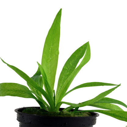 Helanthium 'Quadricostatus' Tropica