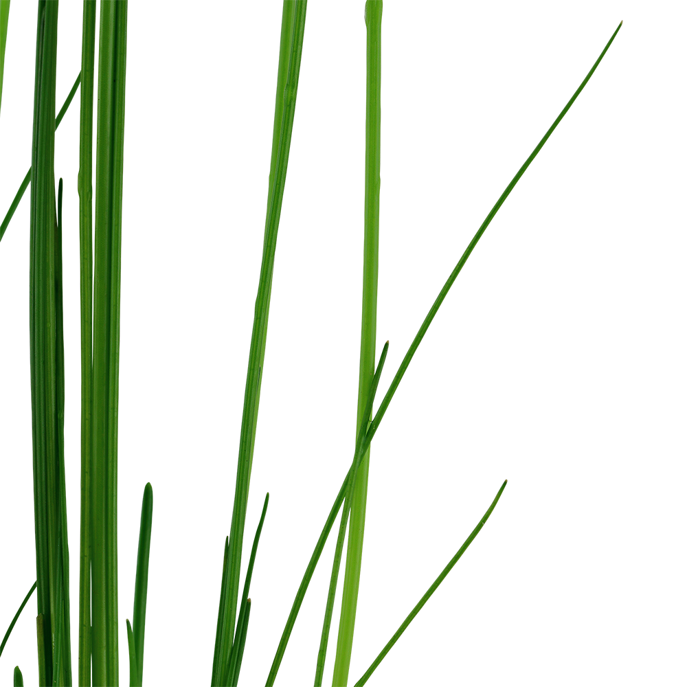 Eleocharis montevidensis Tropica