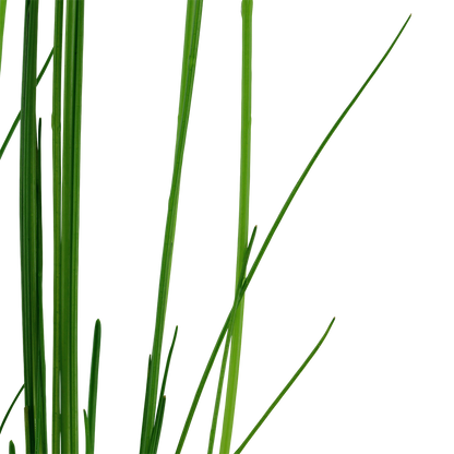 Eleocharis montevidensis Tropica
