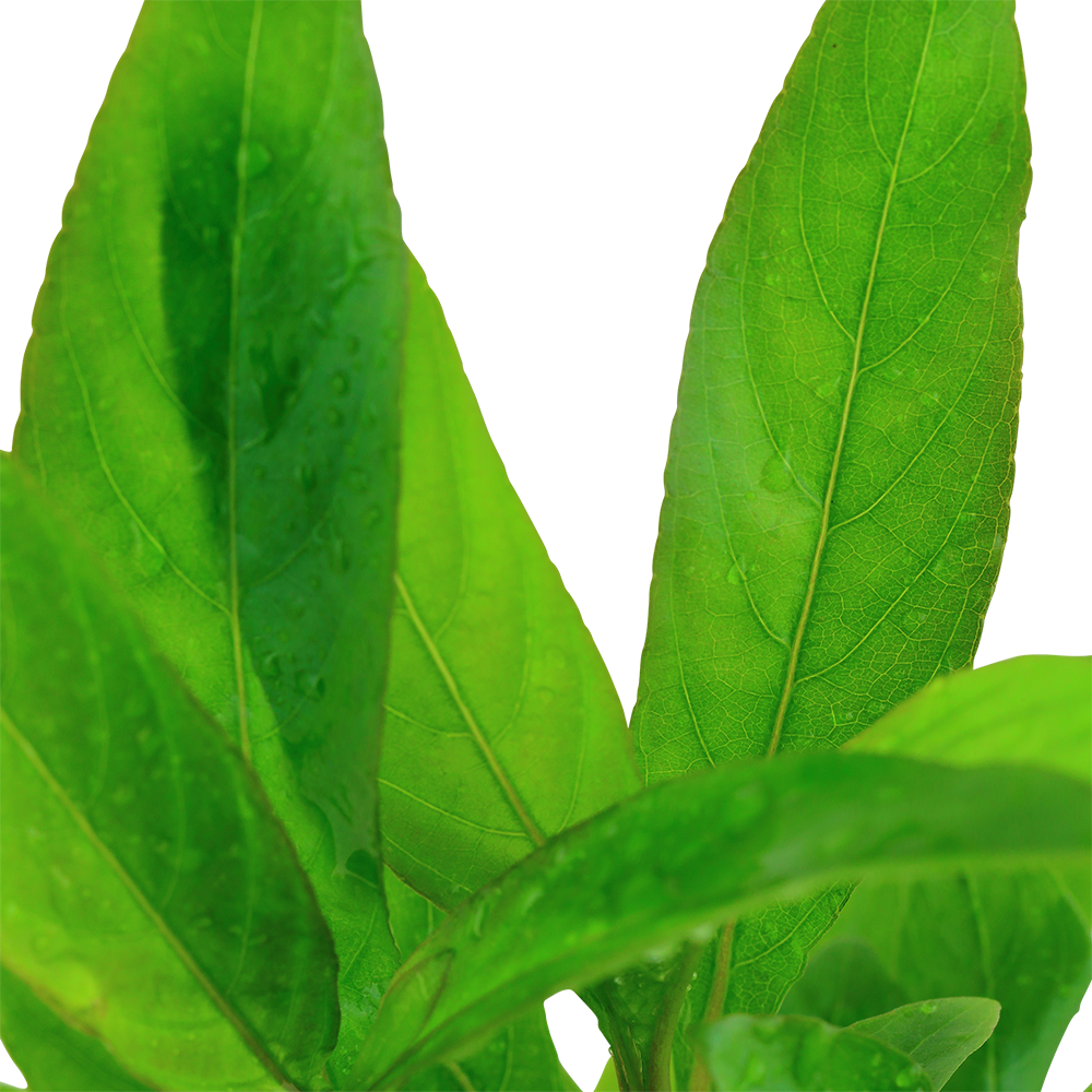 Hygrophila costata Tropica