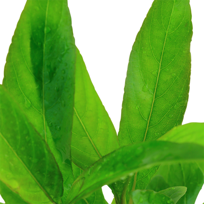 Hygrophila costata Tropica