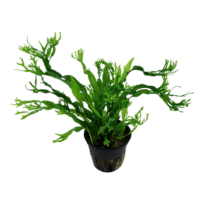 Microsorum pteropus Windelov Tropica Java Fern